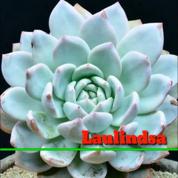 Echeveria Laulindsa