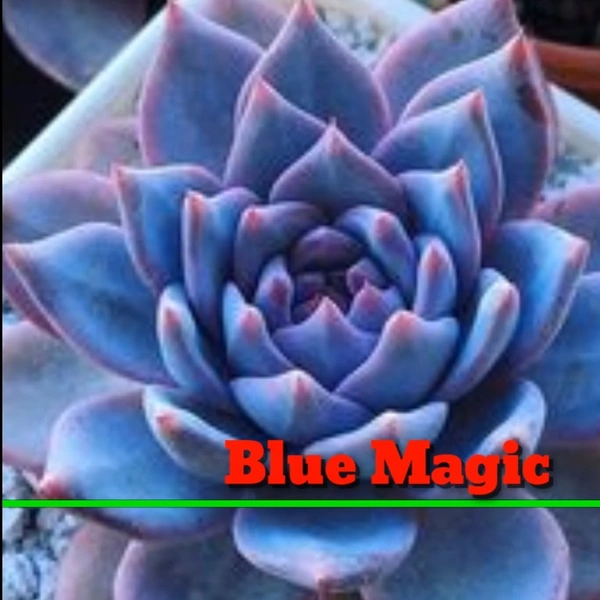 Echeveria Blue Magic
