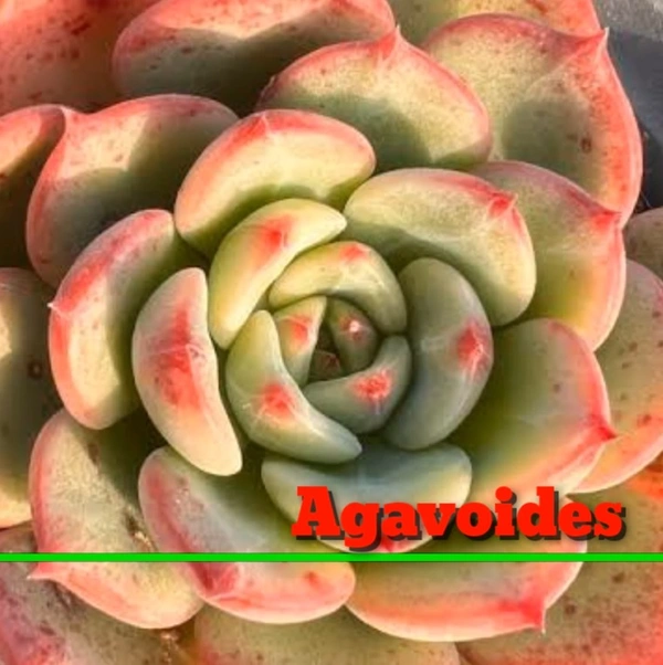 Echeveria Agavoides