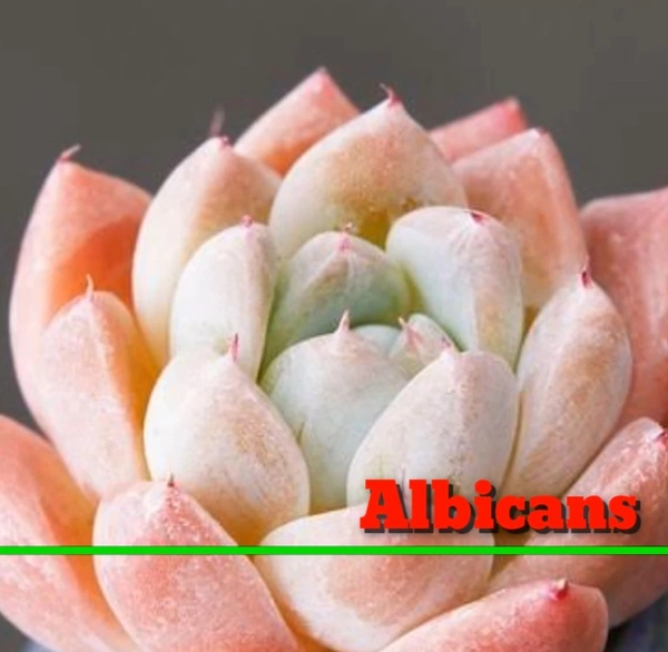 Echeveria Albicans
