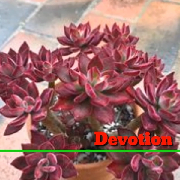 Echeveria Devotion