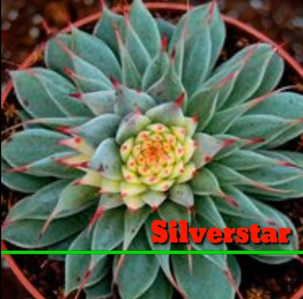 Echeveria Silver Star