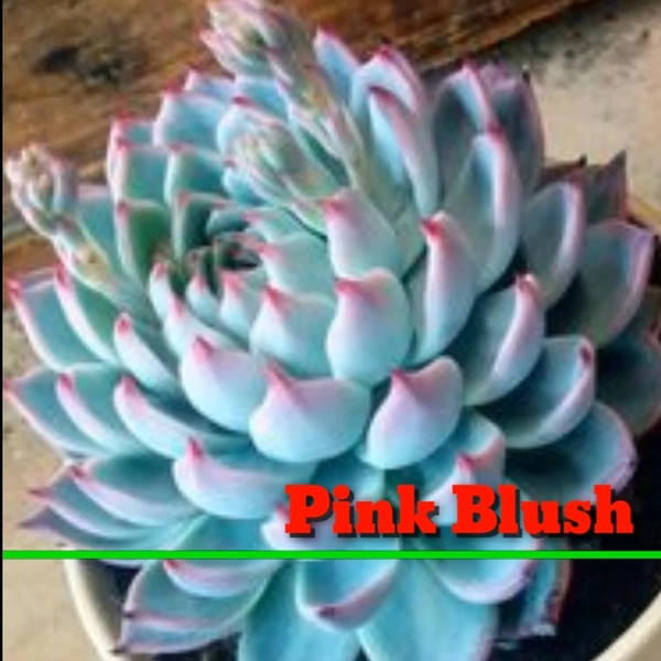 Echeveria Pink Blush