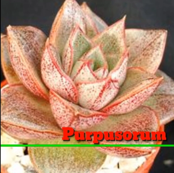 Echeveria Purpusorum