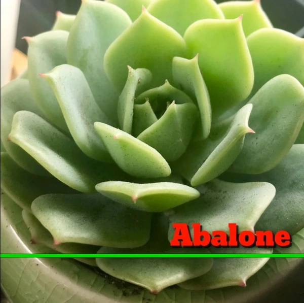 Echeveria Abalone