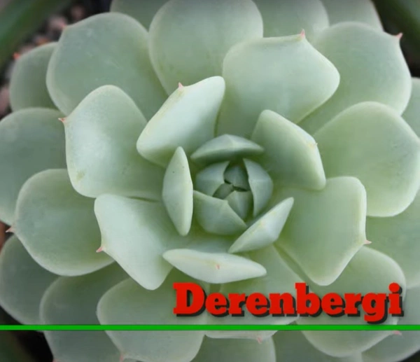Echeveria Derenbergi