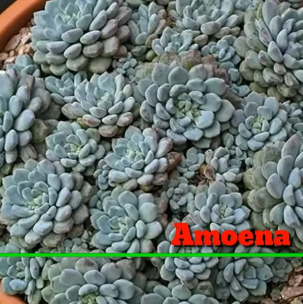 Echeveria Amoena