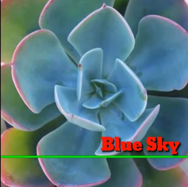 Echeveria Blue Sky