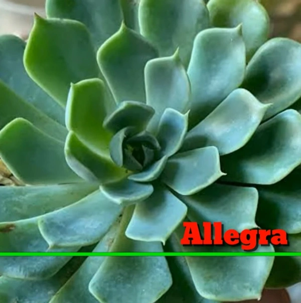 Echeveria Allegra