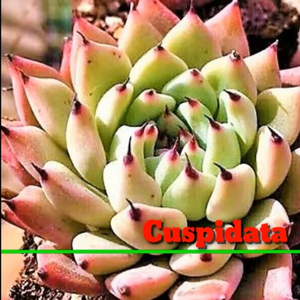 Echeveria Cuspidata