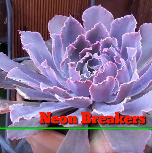 Echeveria Neon Breakers