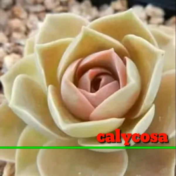 Echeveria Calycosa