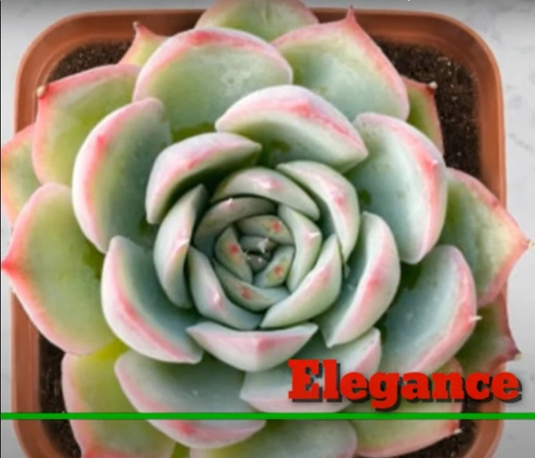 Echeveria Elegance
