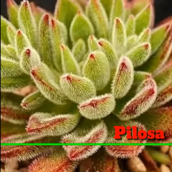Echeveria Pilosa