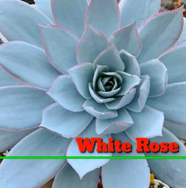 Echeveria White Rose