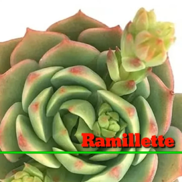 Echeveria Ramillette
