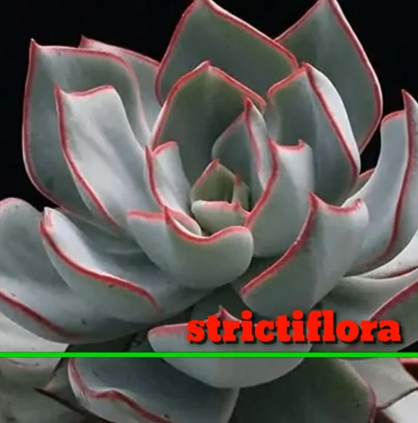 Echeveria Strictiflora
