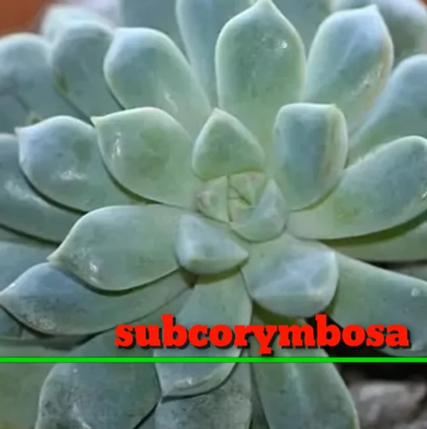 Echeveria Subcorymbosa