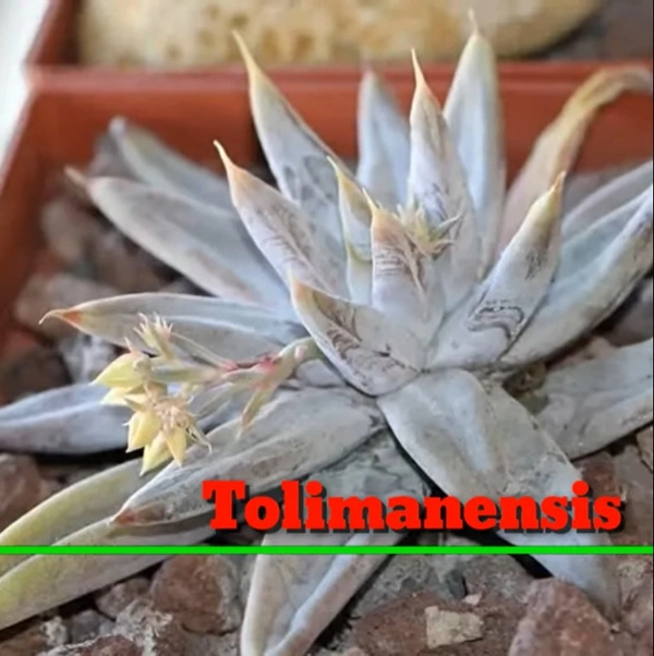 Echeveria Tolimanensis
