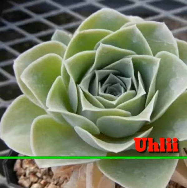 Echeveria Uhlli