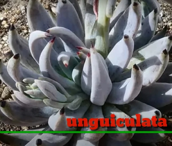Echeveria Unguiculata