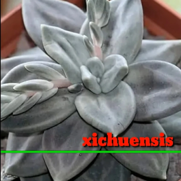 Echeveria Xichuensis