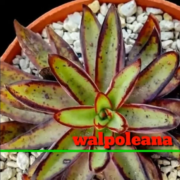 Echeveria Walpoleana