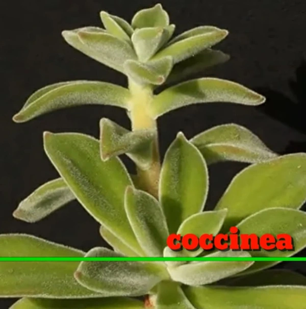 Echeveria Coccinea