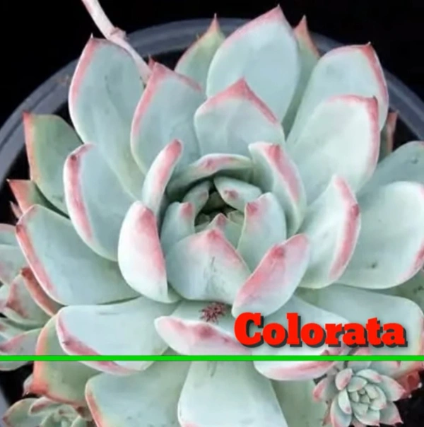Echeveria Colorata