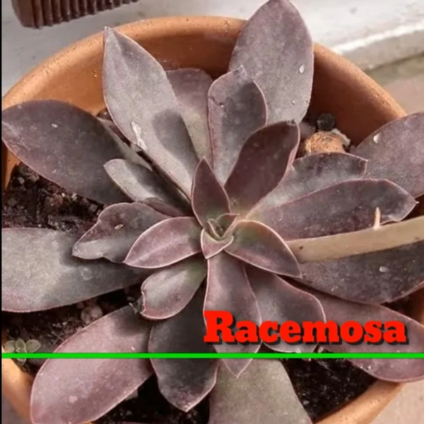 Echeveria Racemosa