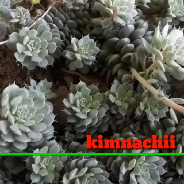 Echeveria Kimnachii