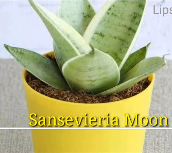 Sansevieria Moon Shine