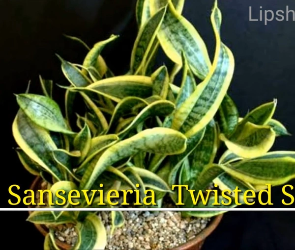 Sansevieria Twisted Sister