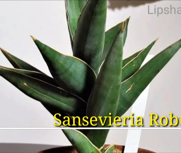 Sansevieria Robusta