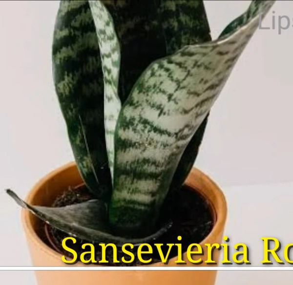 Sansevieria Robusta Variegated