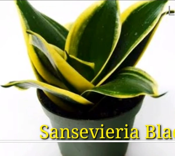 Sansevieria Black Gold Variegated