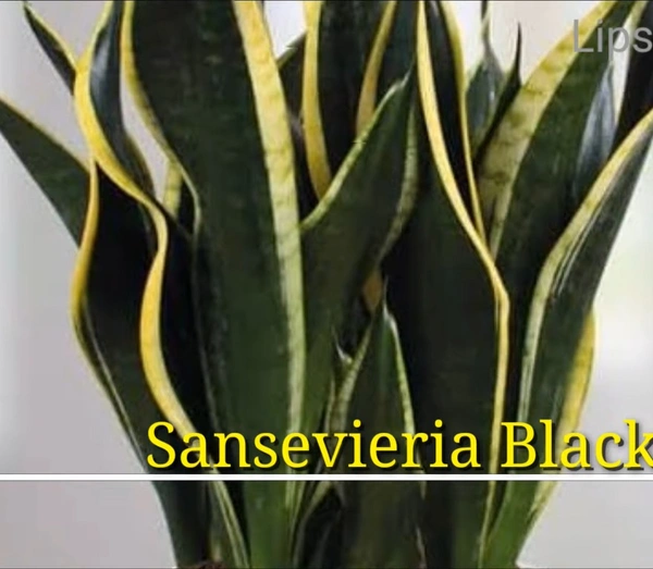 Sansevieria Black Gold