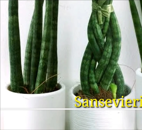 Sansevieria Cylindrica