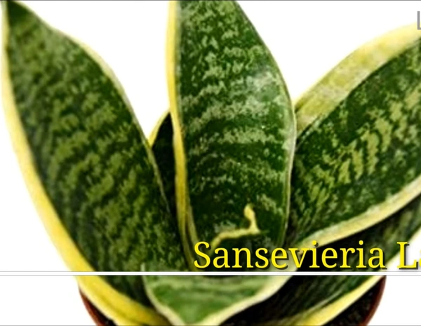 Sansevieria Laurentii Variegated