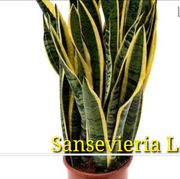 Sansevieria Laurentii