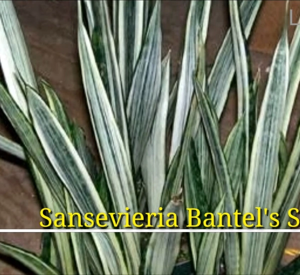 Sansevieria Bantel's Sensation
