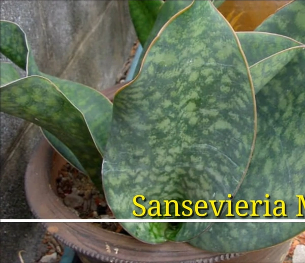 Sansevieria Masoniana