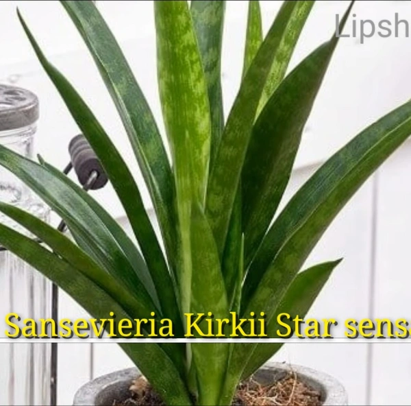 Sansevieria Kirkii Star Sensation