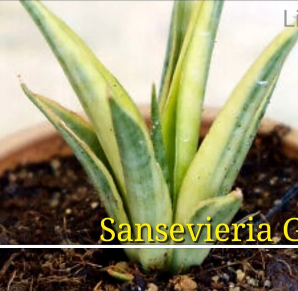 Sansevieria Gracillis