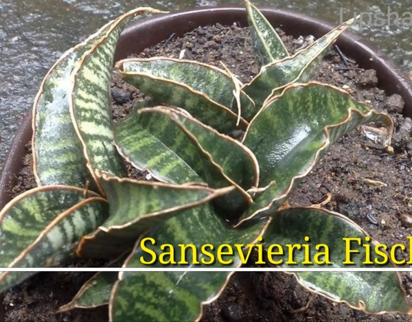 Sansevieria Fischeri Variegated