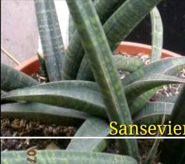 Sansevieria Fischeri