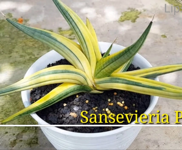 Sansevieria Patens Variegated