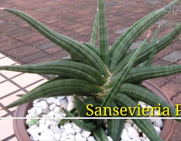 Sansevieria Patens