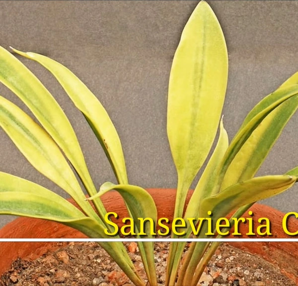Sansevieria Concenna Variegated