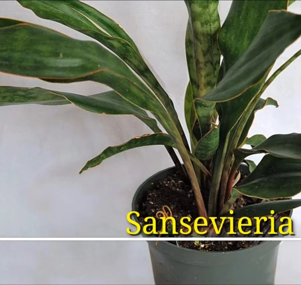 Sansevieria Concenna